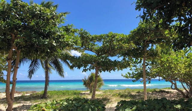 PALM BEACH - TROPICAL PARADISE ON THE BEACH