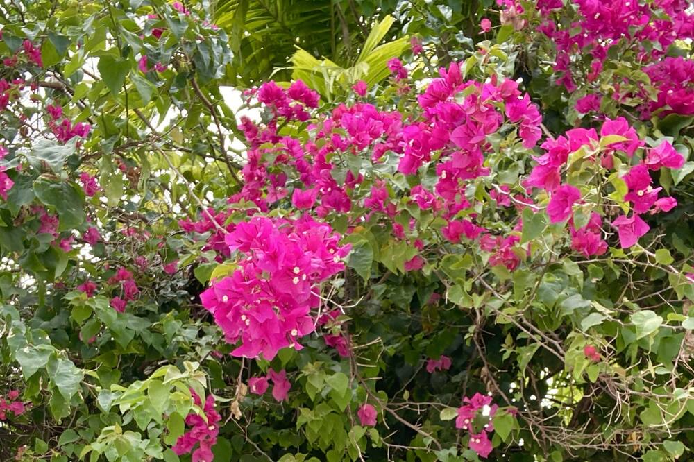 Photo of Outdoor in Gibbes