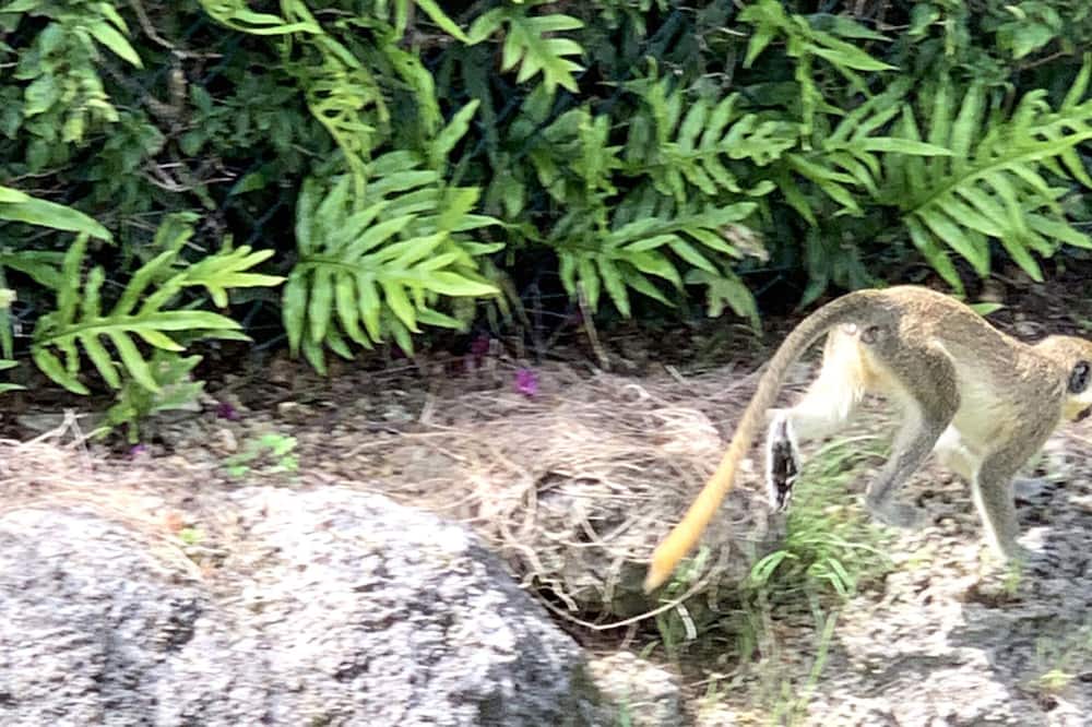 Photo of Outdoor in Weston