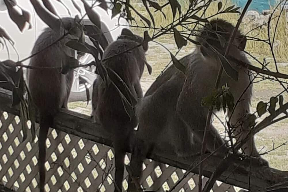 Photo of Others in Old Trees Bay