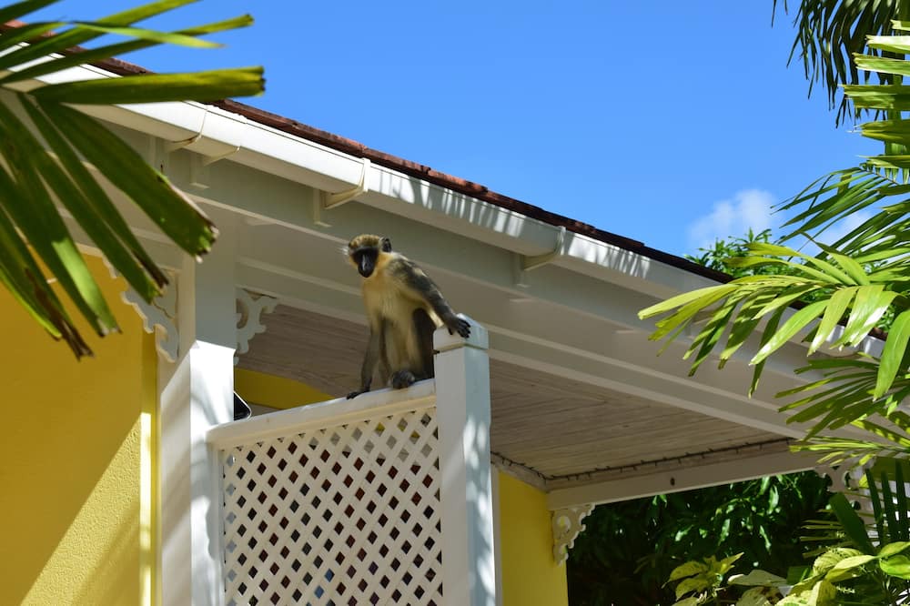 Photo of Outdoor in Little Battaleys