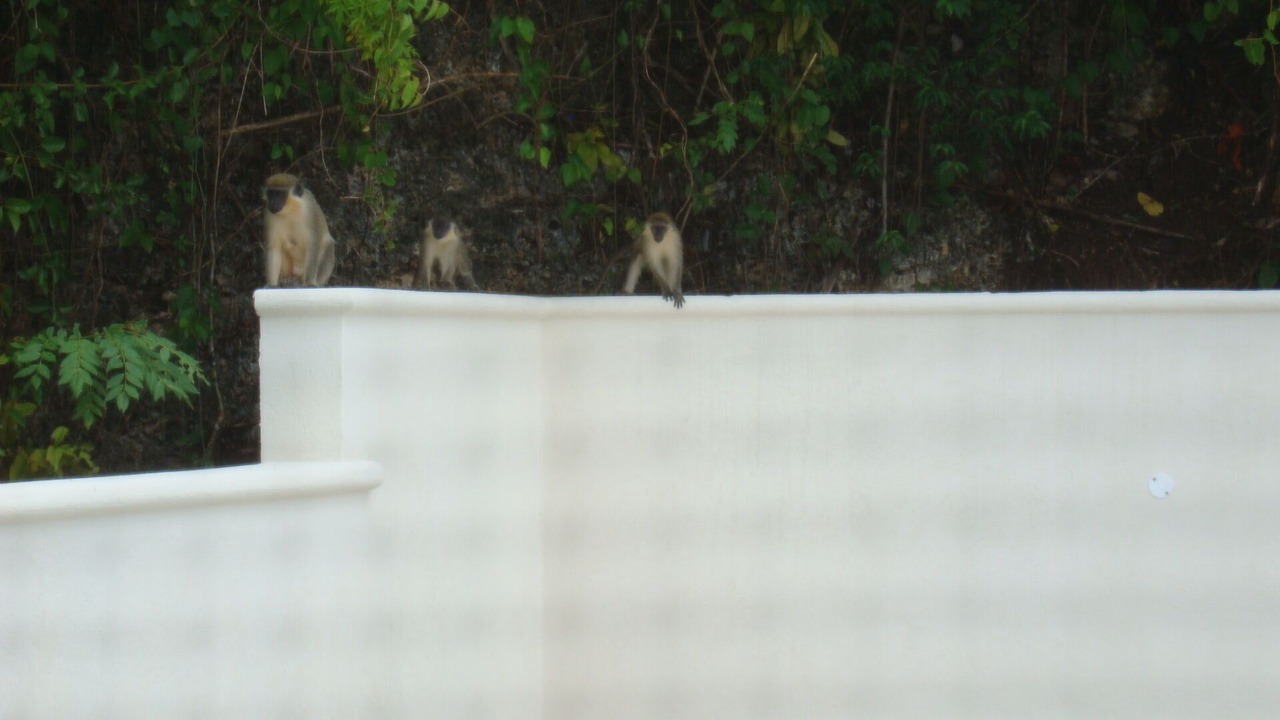 Photo of Outdoor in Gibbs Bay