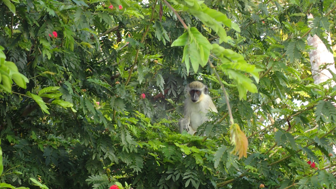 Photo of Outdoor in Apes Hill