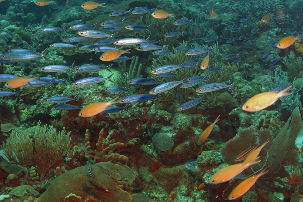 Photo of Others in Gibbs Bay