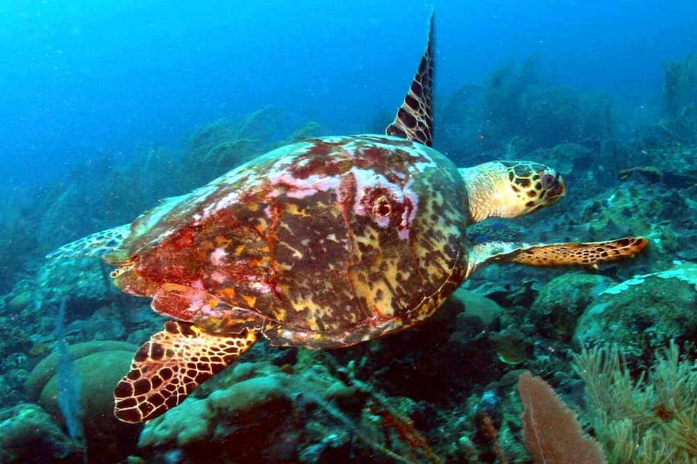 Photo of Others in Gibbs Bay