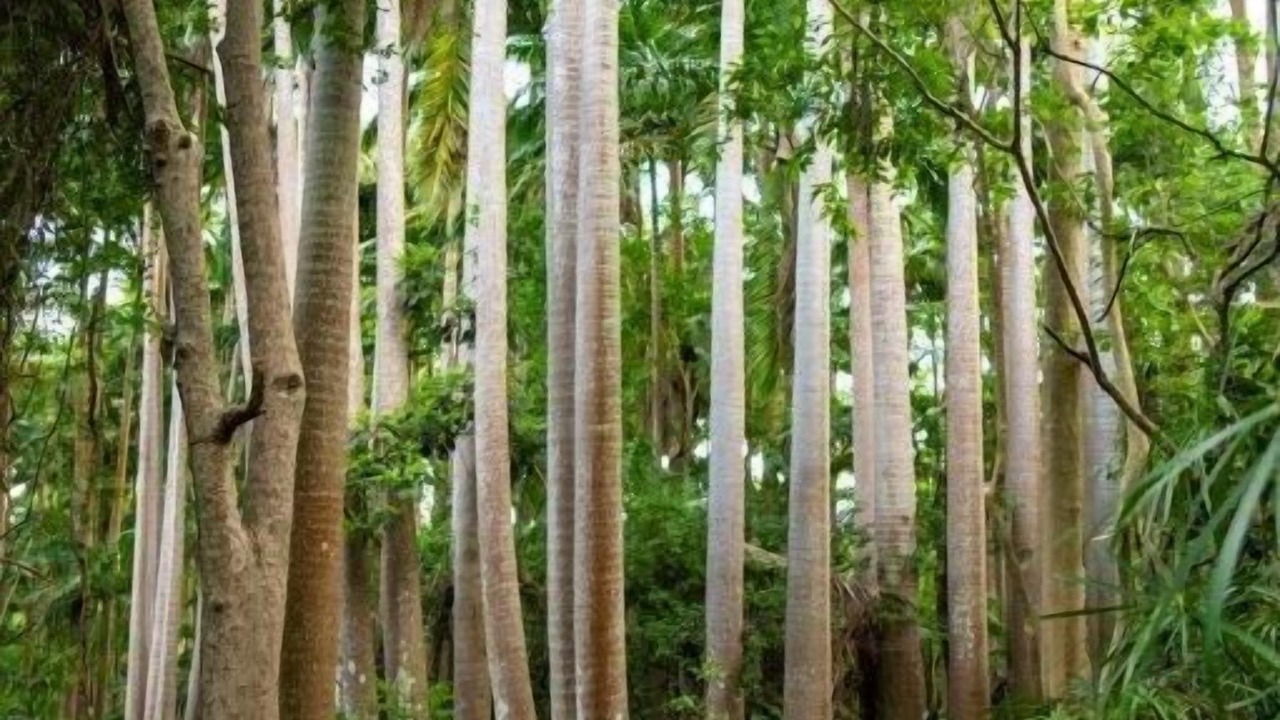 Photo of Outdoor in Surinam