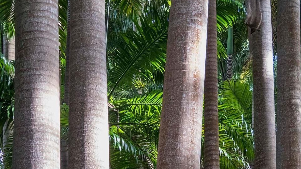 Photo of Patio Balcony in Surinam