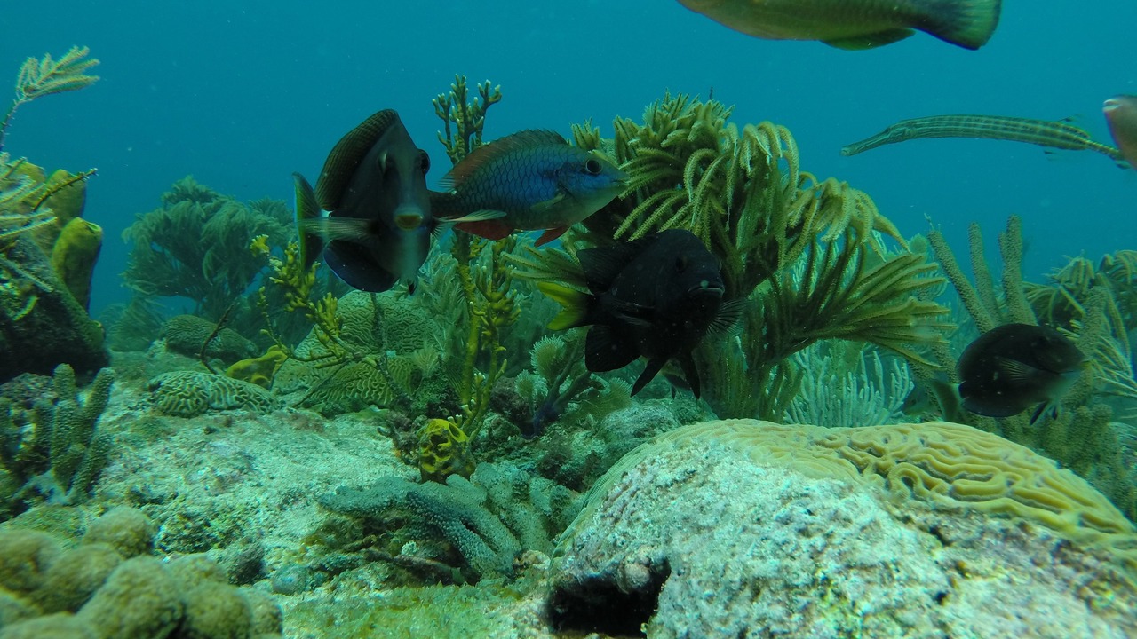 Photo of Others in Silver Sands