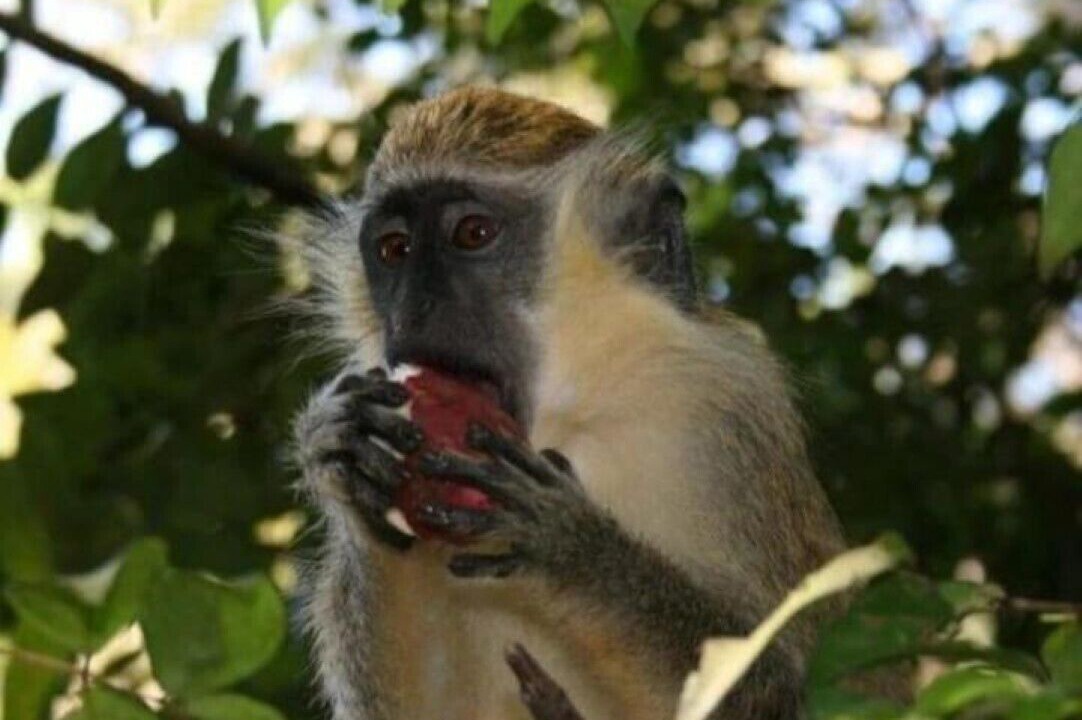 Photo of Others in Westmoreland