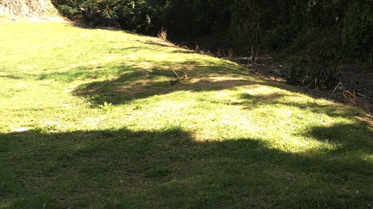Photo of Others in Old Trees Bay