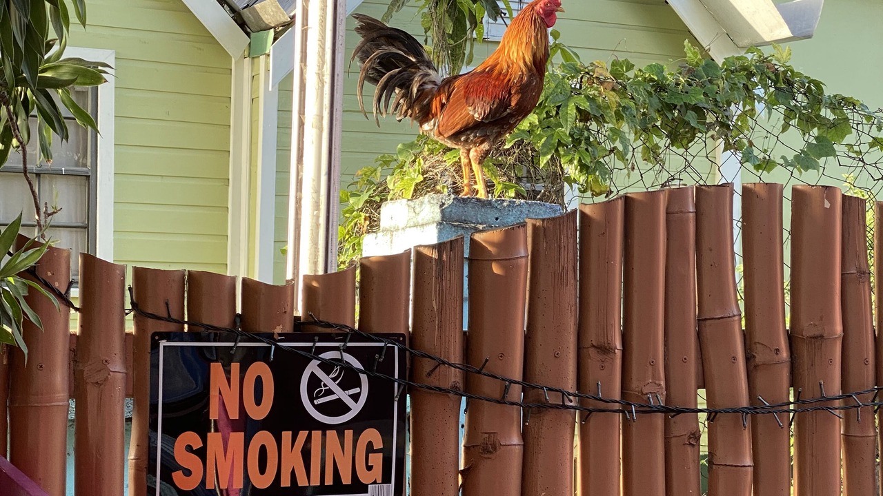 Photo of Others in Halcyon Heights