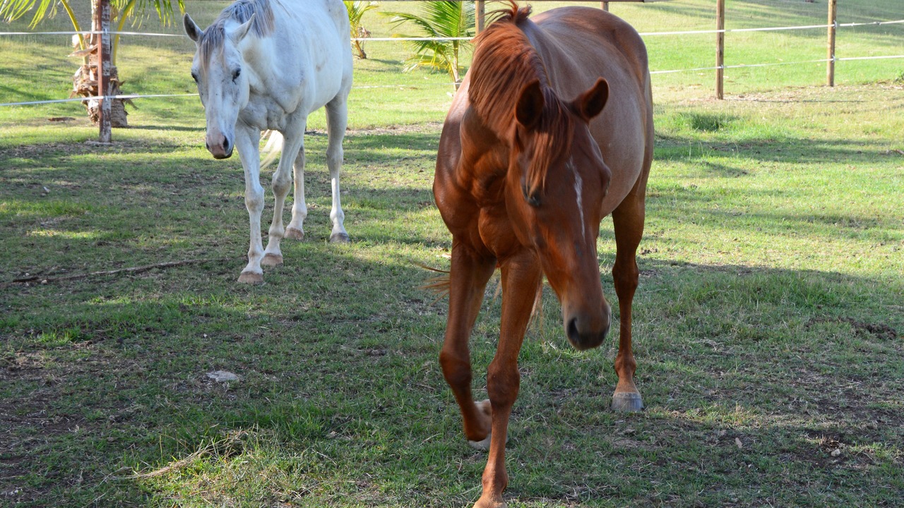 Photo of Outdoor in Merlin Bay
