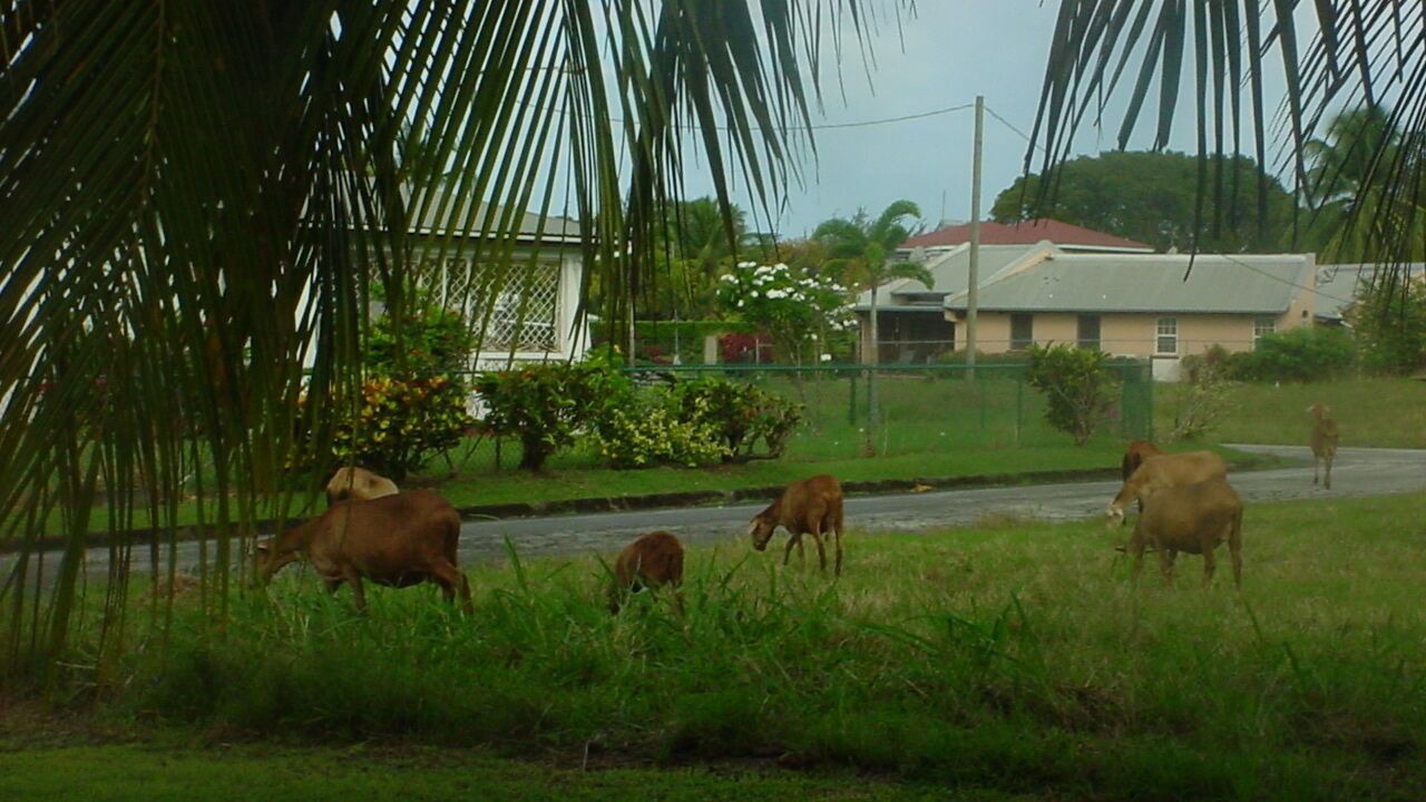 Photo of Others in Lascelles