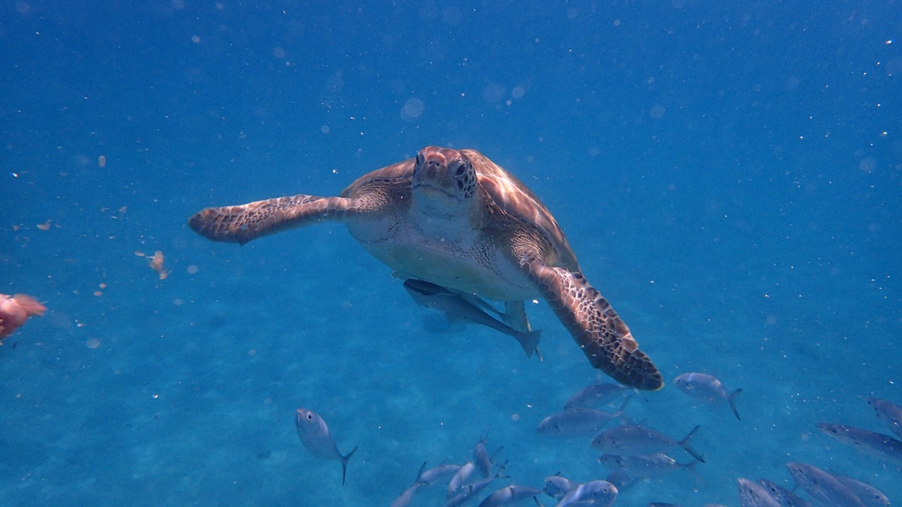 Photo of Outdoor in Gibbs Bay