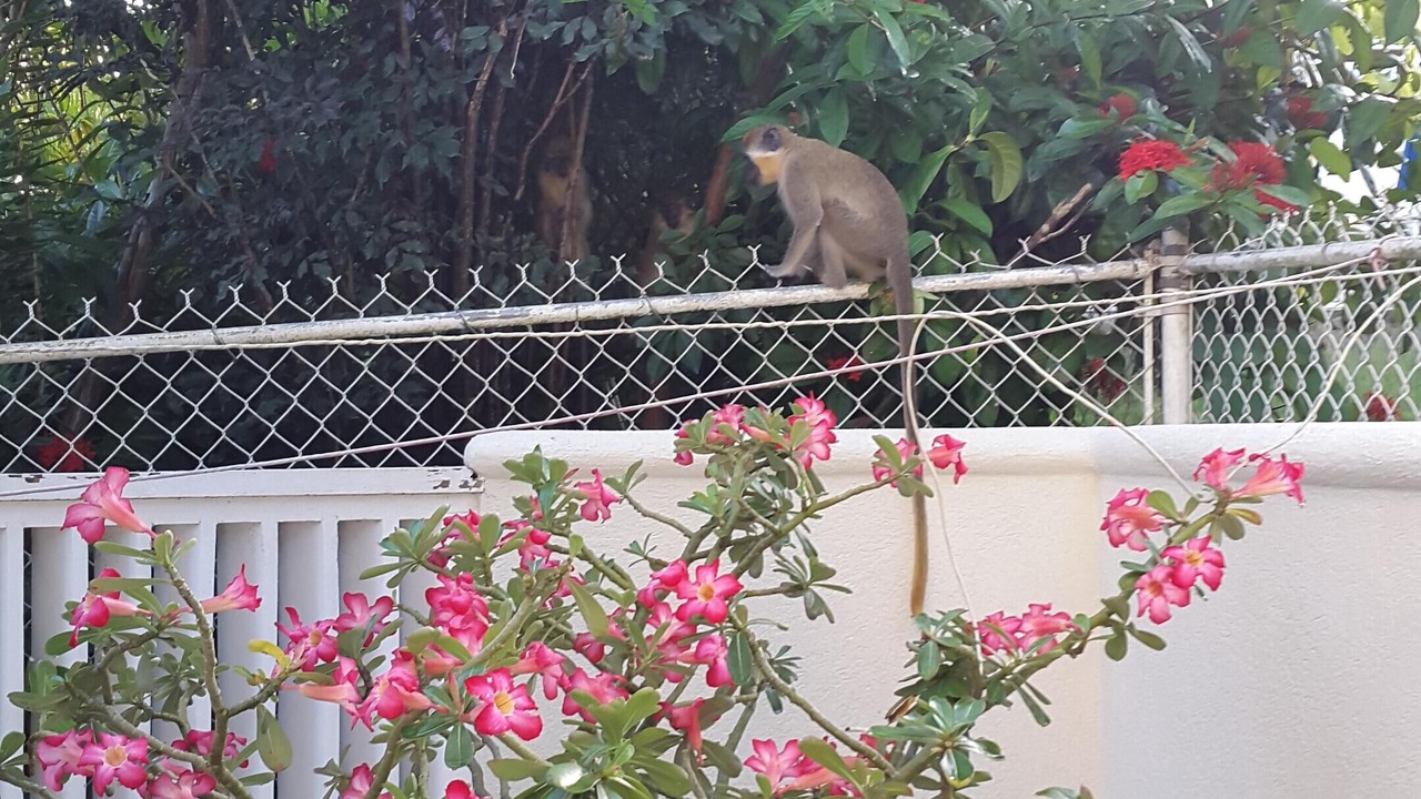 Photo of Others in Halcyon Heights