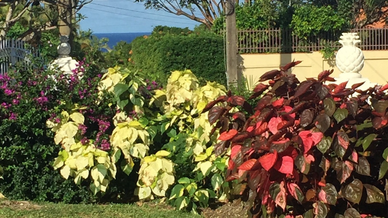 Photo of Outdoor in Halcyon Heights