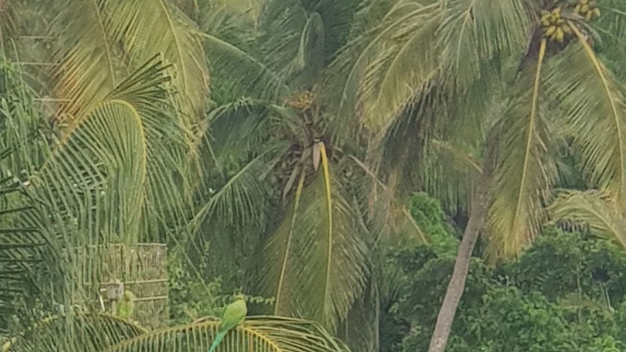 Photo of Others in Marine Gardens