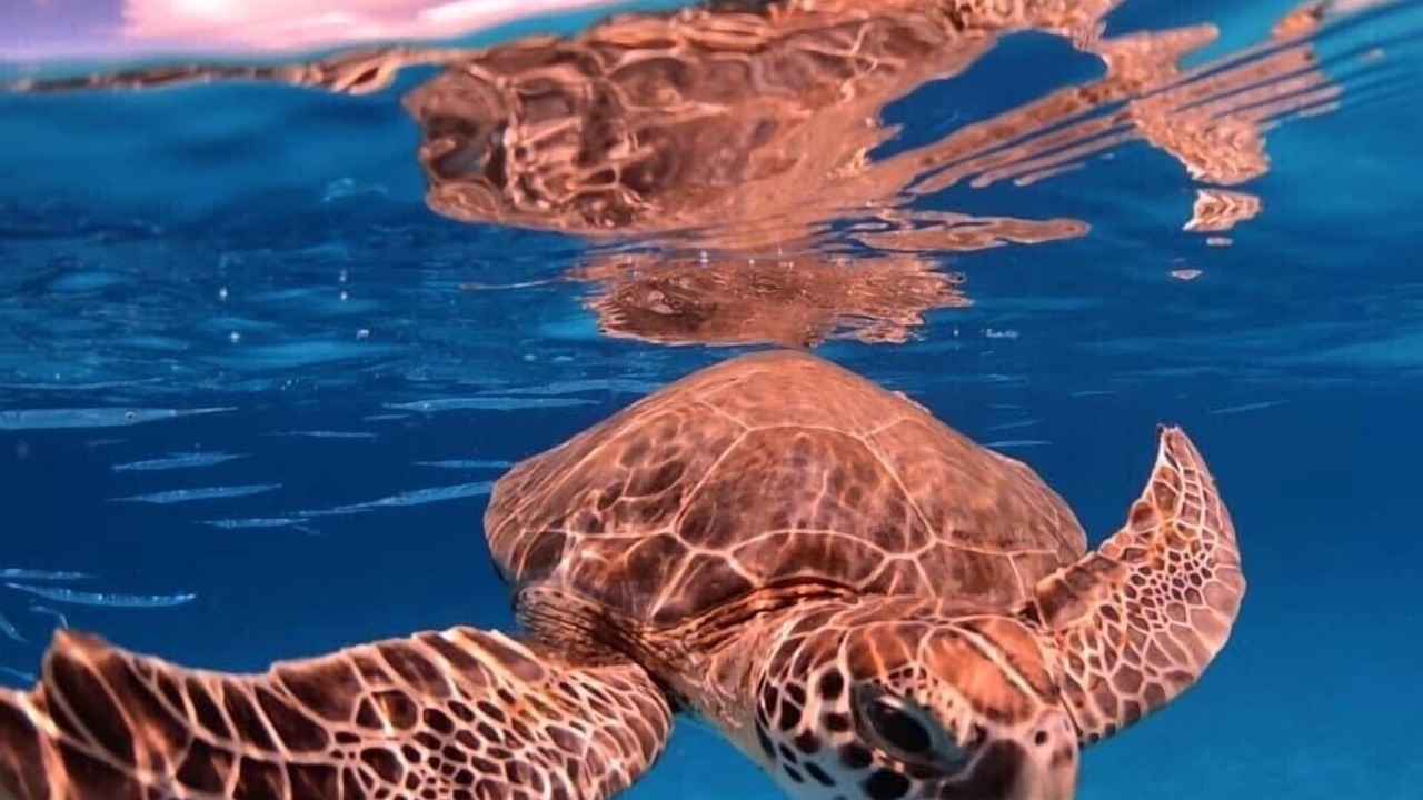 Photo of Others in Blue Waters