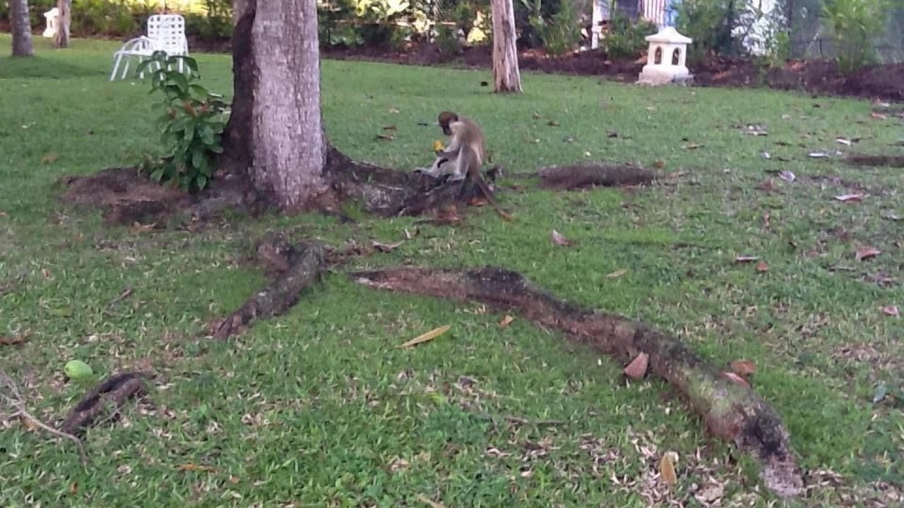 Photo of Others in Halcyon Heights