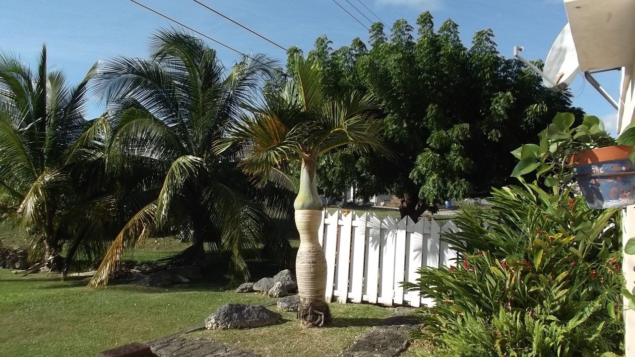 Photo of Outdoor in Graeme Hall Park