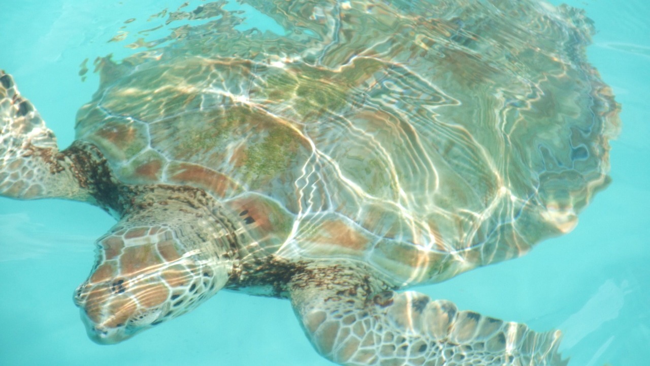 Photo of Others in Blue Waters