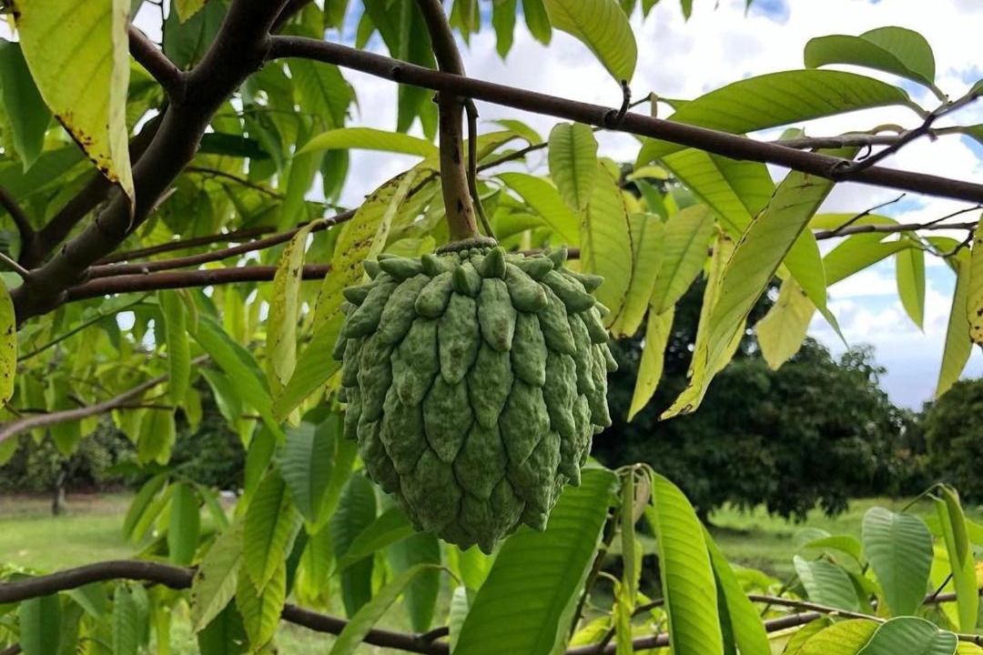Photo of Outdoor in West Coast