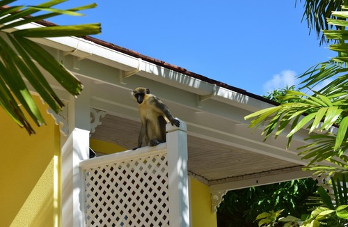 Little Battaleys Villa | Villa with pool on the Barbados Riviera, walking distance to beach, spa and town