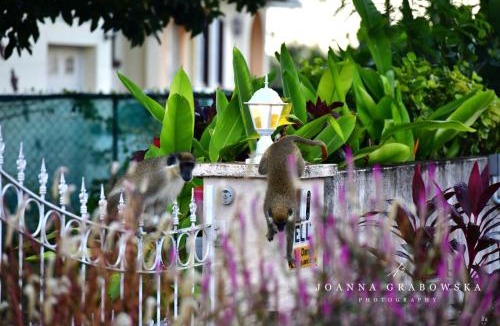 Blue Waters Apartment | Ventnor House Apartments